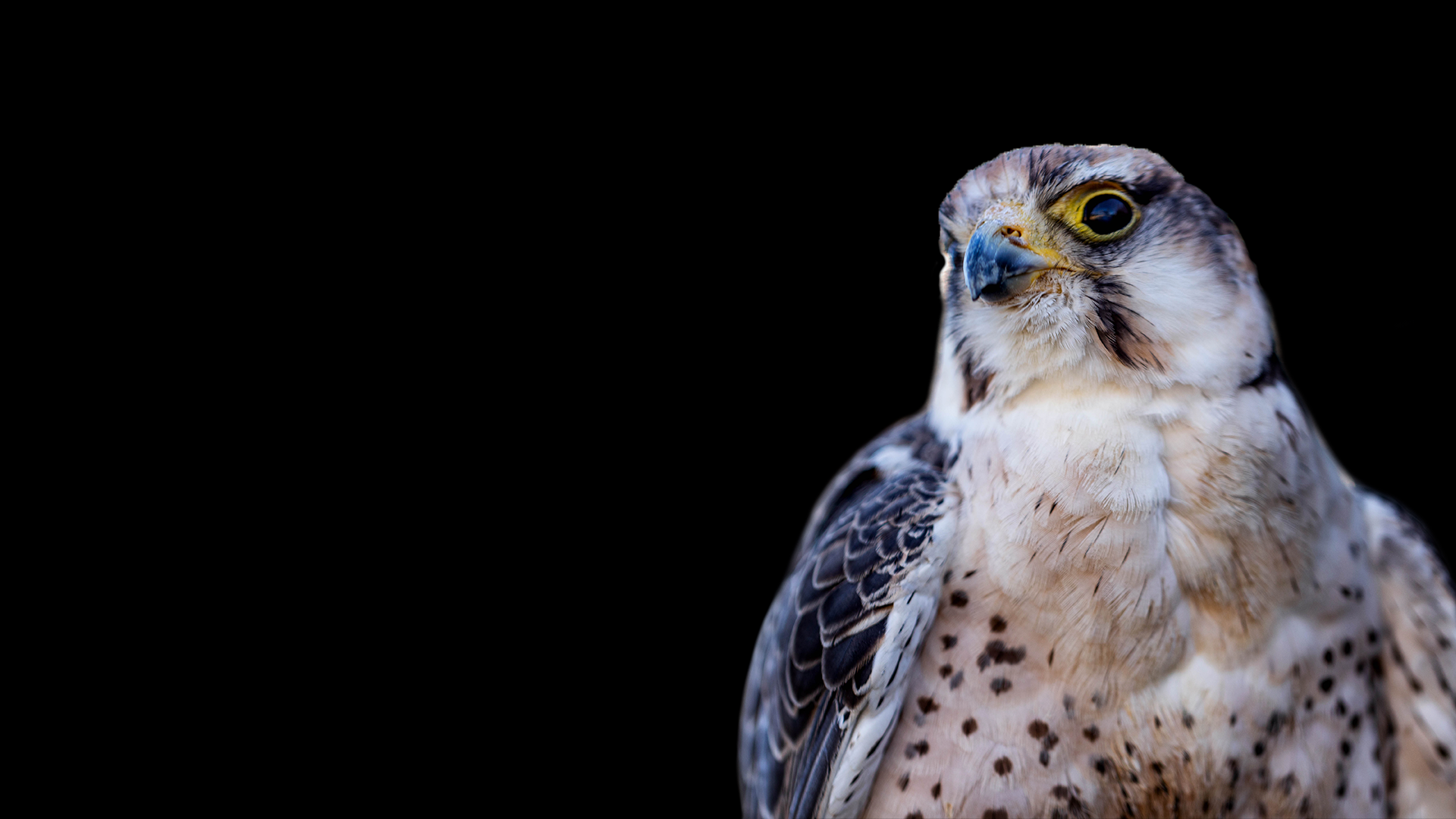 Raptor Foundation Education. Research. Rehabilitation. Preservation