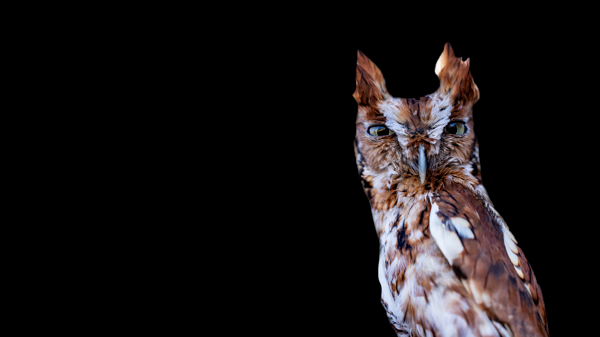 Raptor Foundation | Education. Research. Rehabilitation. Preservation